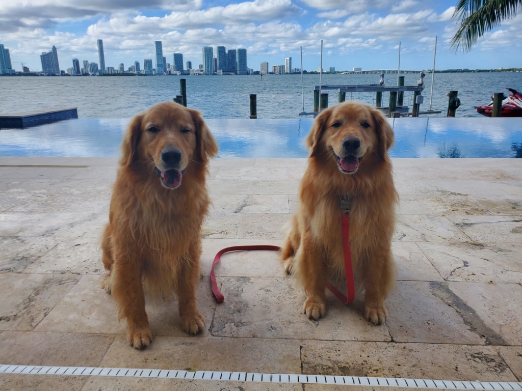 Dog friendly apartments and condos